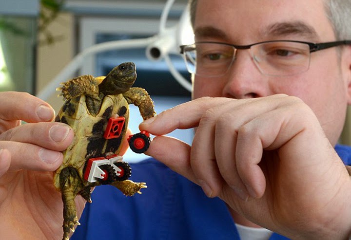 Tortoise Seen On www.coolpicturegallery.us Tortoise Seen On www.coolpicturegallery.us